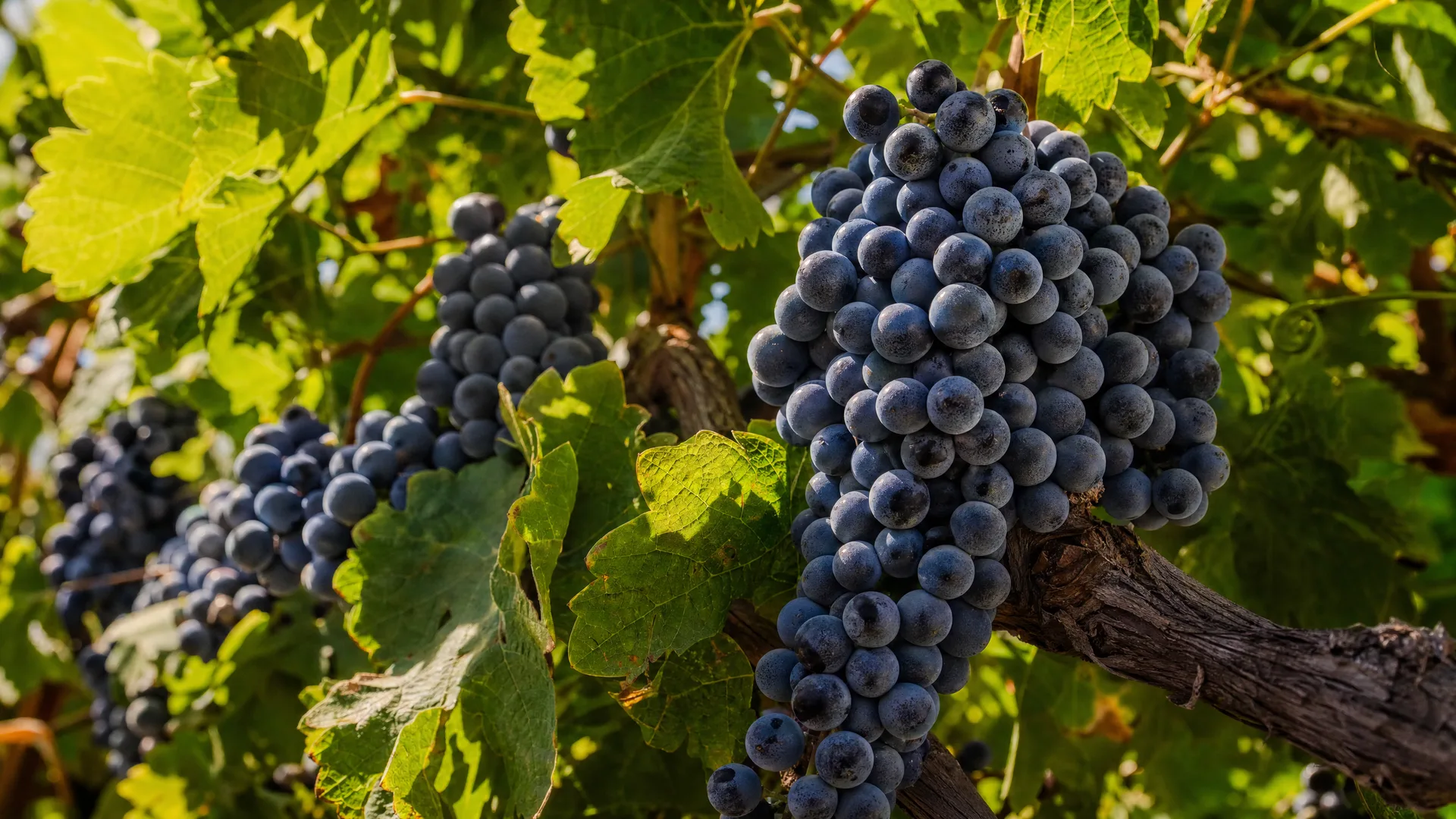 Bien Nacido Vineyards gallery 3