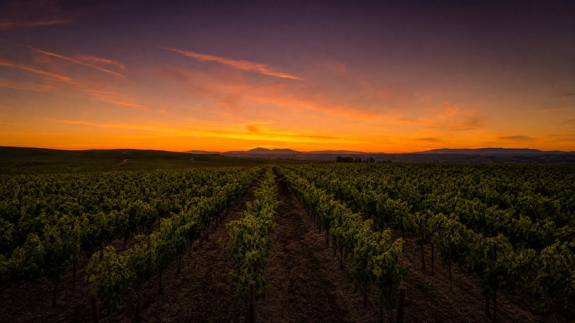Flowers Vineyard & Winery gallery 3