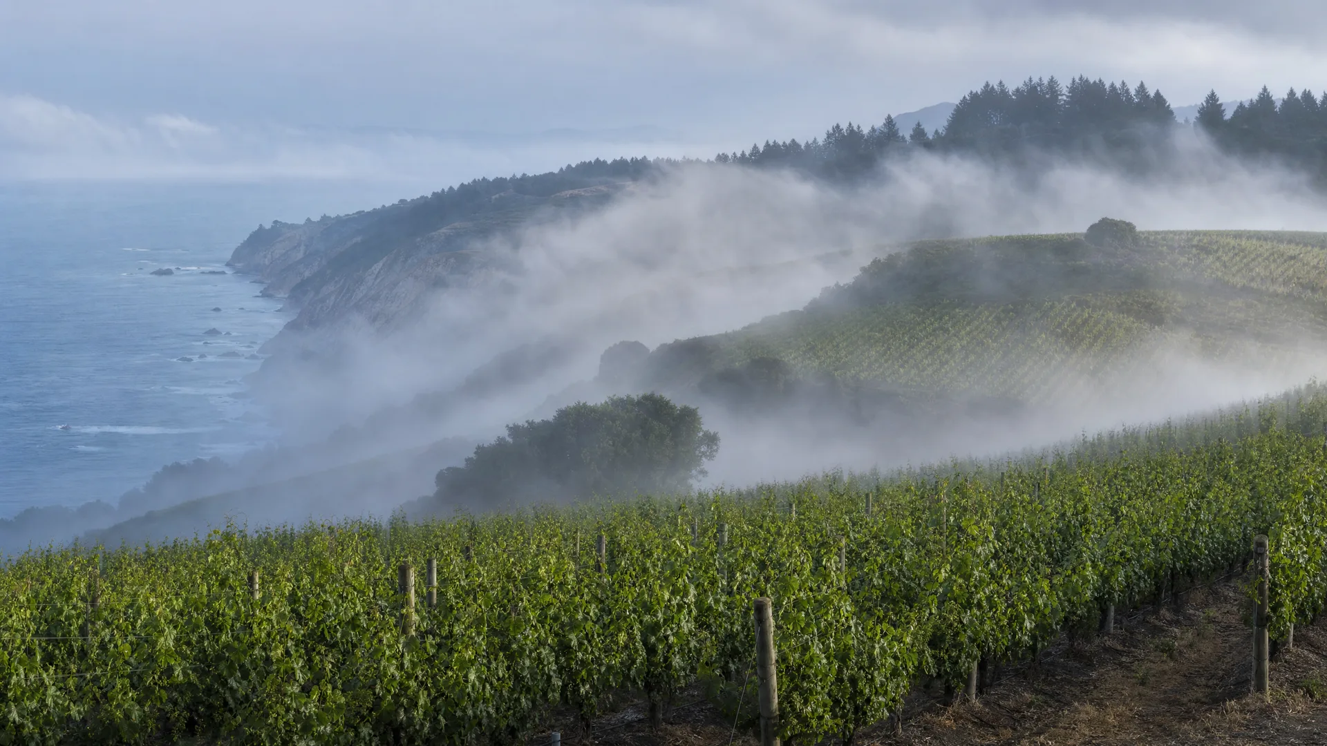 Bonny Doon Vineyard