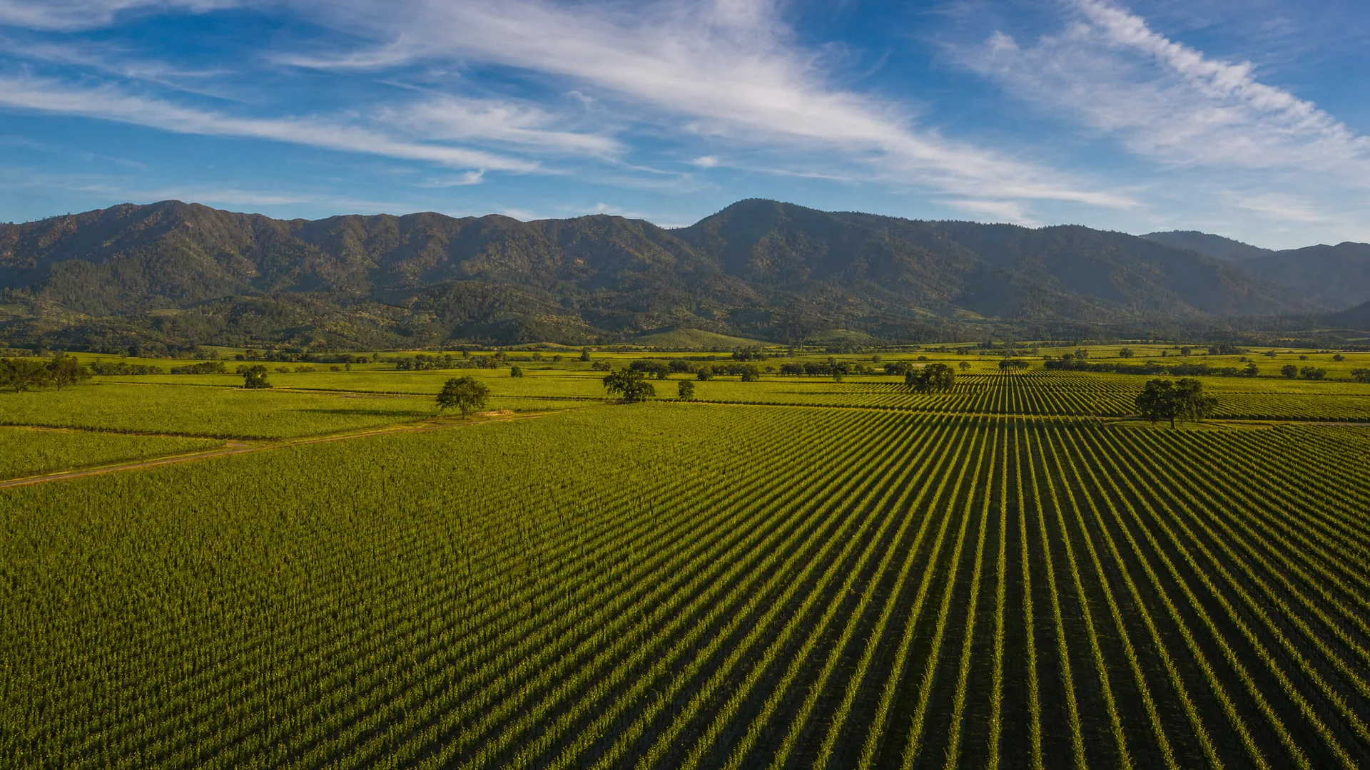 Frog's Leap Winery