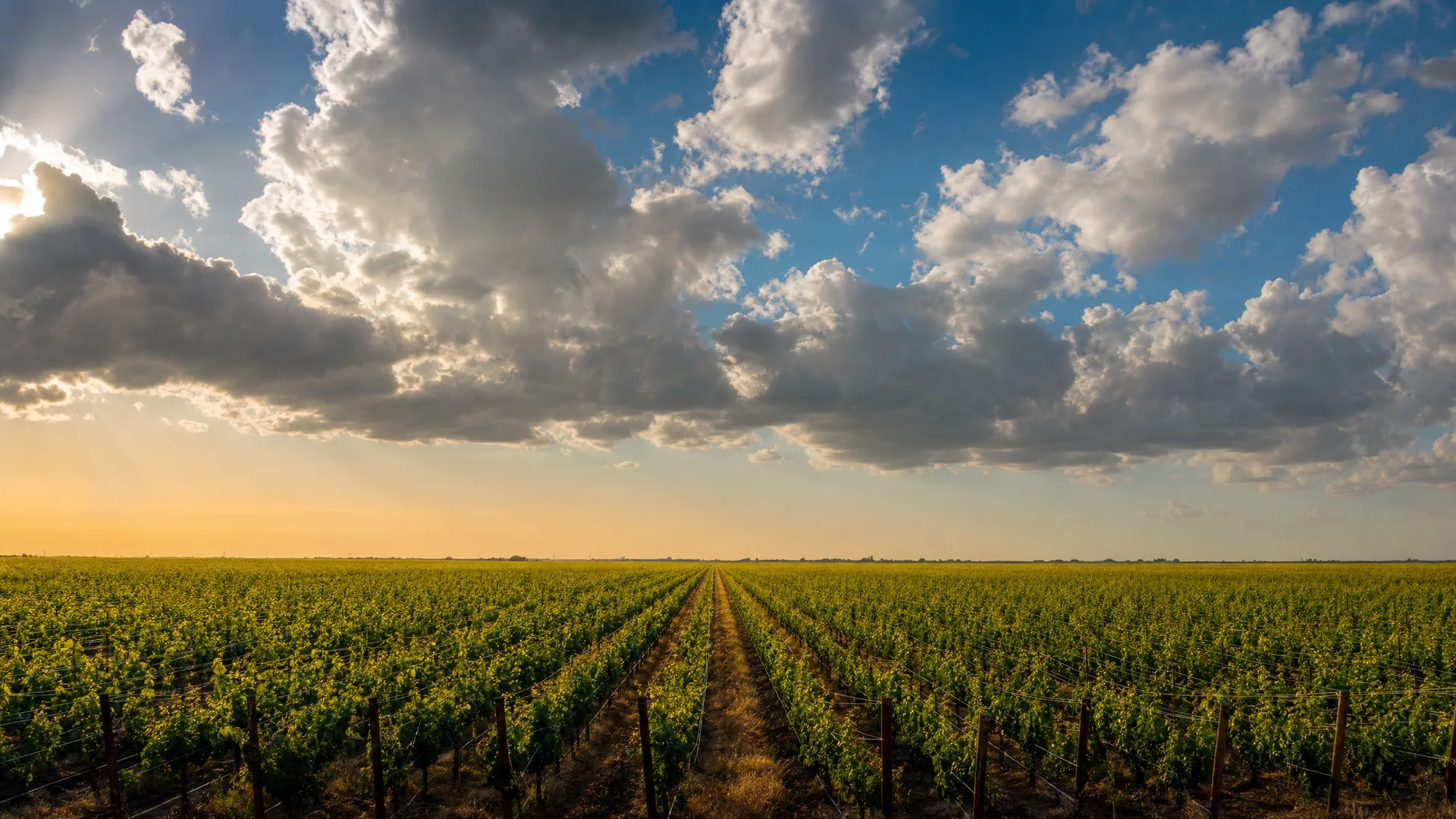Lodi Woodbridge by Robert Mondavi