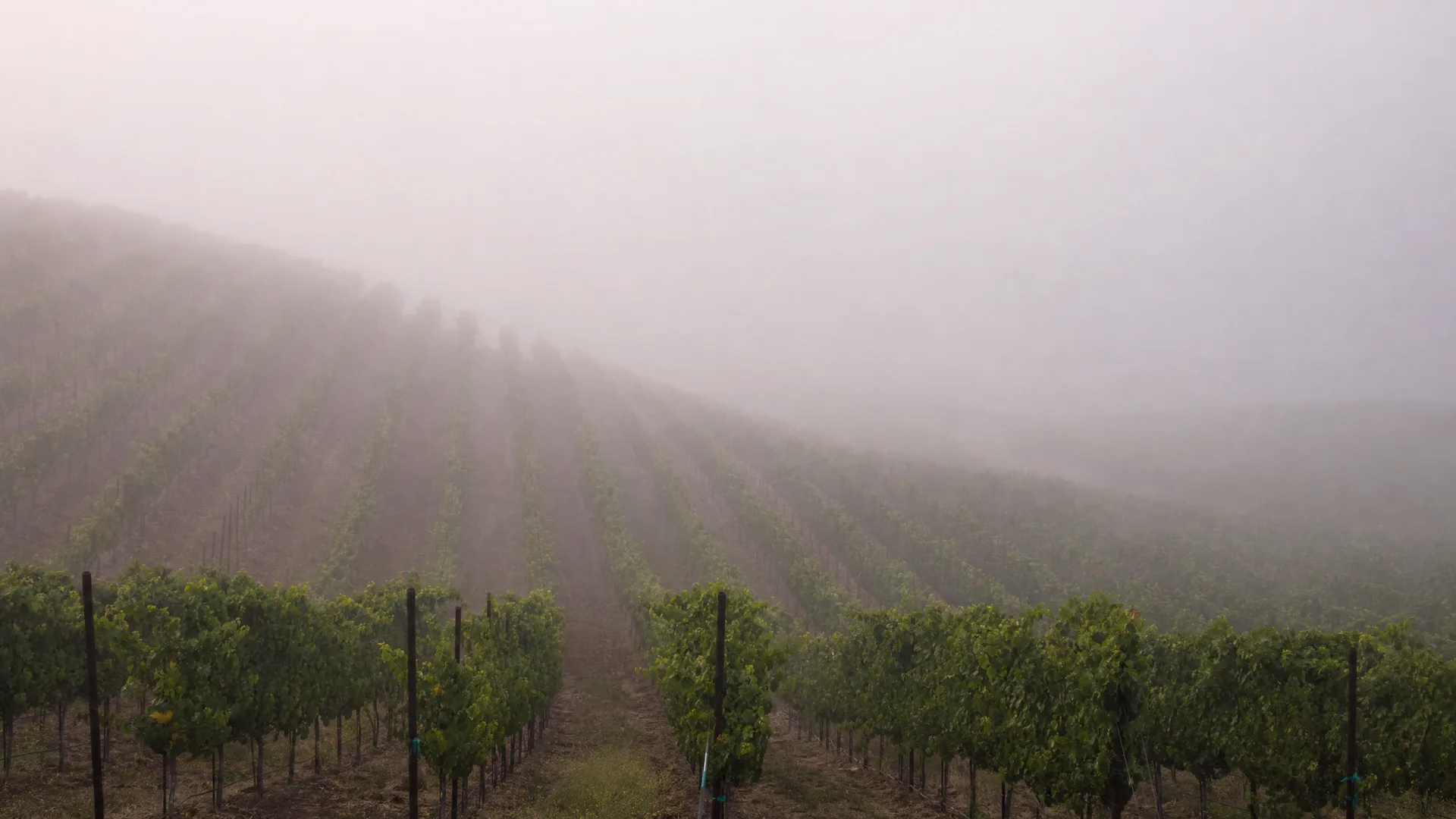Frog's Leap Winery gallery 1
