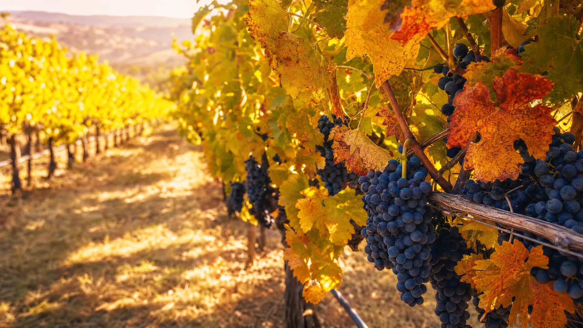 Bien Nacido Vineyards gallery 1